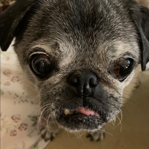 Meet your Posher, Colette - Picture 1 of 1